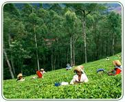 places to visit in sikkim - Temi Tea Garden